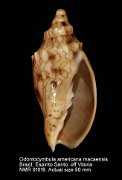 Odontocymbula americana macaensis